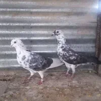 کفتر پرشی|پرنده|حمیدیا, |دیوار