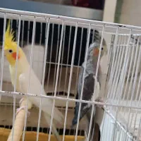 عروس هلندی