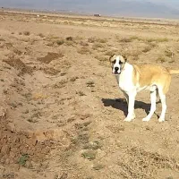 سگ  گوسفندی
