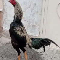 خروس لاری وارداتی نصل جنگ اوشامو ۳نیم دانگ
