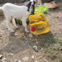 کهره|حیوانات مزرعه|میناب, |دیوار