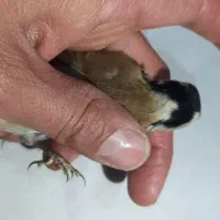 سهره حلب دار|پرنده|همدان, |دیوار