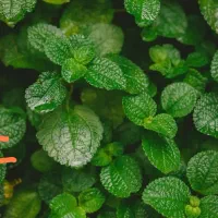 عرقیات گیاهی