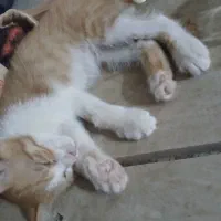 واگذاری رایگان بچه گربه و گربه