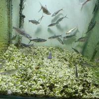 گوپی آکواریوم سیچیلاید آروانا پلنت گلدفیش بچه مولی|ماهی|رباطکریم, رباطکریم|دیوار