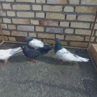 هشت تا کاله|پرنده|بکتاش, |دیوار