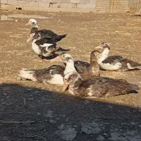 فروش اردک اسرائیلی یا موسکوئ