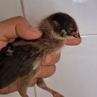 جوجه رسمی خرید ماهدشت