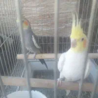 دو عروس هلندی نر هستم