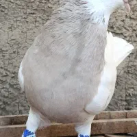 کبوتر طوقی اجری پاک