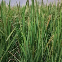 اجاره زمین کشاورزی رامجرد