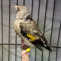 سهره|پرنده|آشخانه, |دیوار