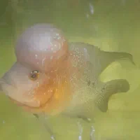 فروش فلاور هورن