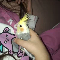 عروس هلندی نر و ماده و یک عدد جوجه ۱ ماهه