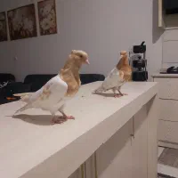 کله زرد زات قدیمی