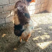 گوسقند.قوچ نر تخمی بروجردی|حیوانات مزرعه|طبقده, |دیوار