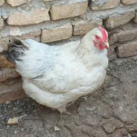 مرغ چاق تخم گذار