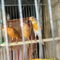 سه عدد جوجه قناری