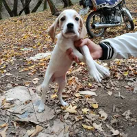 واگذاری توله سگ اصل انگلیس 3 ماهه ماده|سگ|گلی داغ, |دیوار