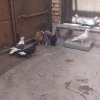 فروش تعدادی کبوتر