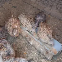 بلدرچین مولدتخم گذار