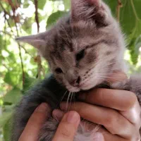 واگذاری گربه شش ماهه|گربه|تهران, چهارصد دستگاه|دیوار