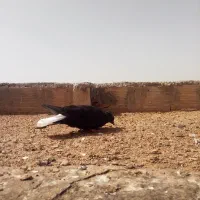 جوجه زاغ دم سفید کاکلی|پرنده|مشهد, وکیل‌آباد|دیوار