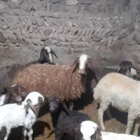 بره ماده|حیوانات مزرعه|دهگلان, |دیوار