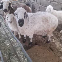 سه تاقزل افشار و یک بره ماده بختیاری|حیوانات مزرعه|ارژن, |دیوار