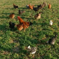 فروش فوری مرغ و خروس|حیوانات مزرعه|معصومیه, |دیوار