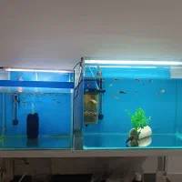 حراج به دلیل آلرژی