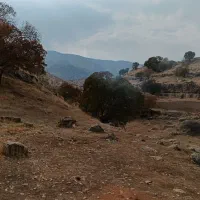 عسل دار گرمسیری
