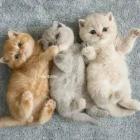 زیباترین گربههای خونگی با تربیت عالی|گربه|اصفهان, خواجو|دیوار