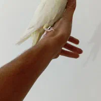 عروس هلندی رام