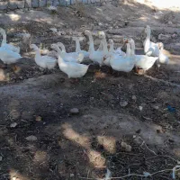 تعدادی قوغاز سفیدچینی واوکراینی بفروش میرسد|حیوانات مزرعه|مرند, |دیوار