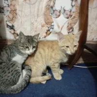 سه تا بچه گربه