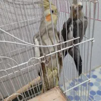 عروس هلندی، معاوضه با مرغ