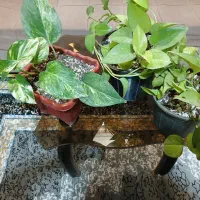 گل قیمت مناسب|کلکسیون و سرگرمی|مشهد, شهرک امام هادی (شهرک غرب)|دیوار