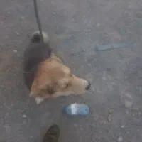 سگ خارجی پا کوتاه|سگ|ماهان, |دیوار