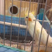 جفت عروس هلندی لوتینو|پرنده|مهاجران, |دیوار