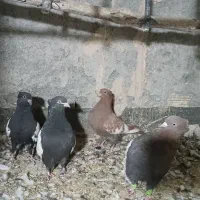 سینه ای|پرنده|لنجان, |دیوار