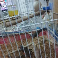 فنچ نرگسی|پرنده|باوی, |دیوار