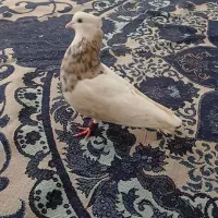 طوقی دستی خوشگل