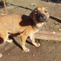 واگذاری سگ|سگ|احمدسرگوراب, |دیوار