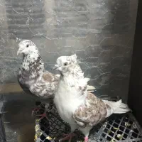 کبوتر کاشان