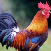 خروس برای قربانی