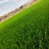 زمین برنج کاری باتغییرکاربری ۱۰متری رودخانه|فروش زمین و ملک کلنگی|فولادشهر, مدیسه|دیوار