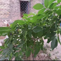 نهال گردو ژنوتیپ F1 آمریکایی / دیرگل، باردهی بالا|خدمات باغبانی و درختکاری|مشهد, شهرآرا|دیوار