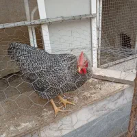 خروس نژاد آمروک شش ماهه