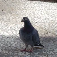 نروماده سبز مگس
